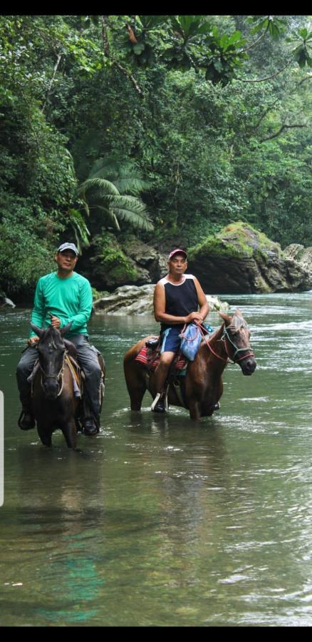 Rainforest Lodge Del Rio Portobelo Exteriör bild